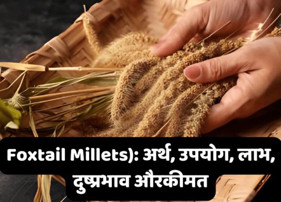 Foxtail Millets: अर्थ, उपयोग, लाभ, दुष्प्रभाव और कीमत