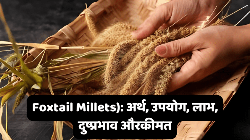 Foxtail Millet: अर्थ, उपयोग, लाभ, दुष्प्रभाव और कीमत